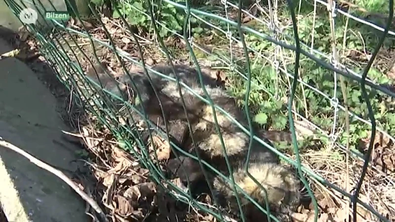 Mysterieuze kattenverdwijning in Spouwen in Bilzen