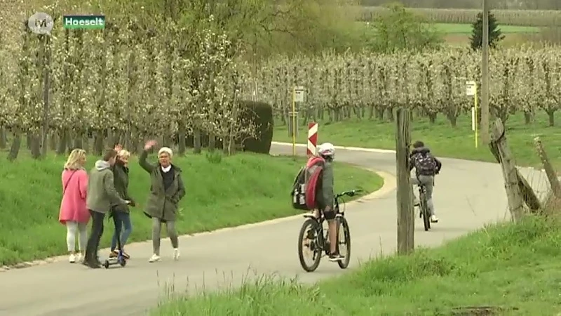 Fruitbloesems kleuren Haspengouw