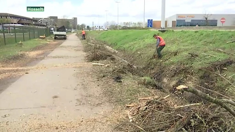 Wegen en Verkeer kapt 300 bomen voor Spartacustram in Hasselt