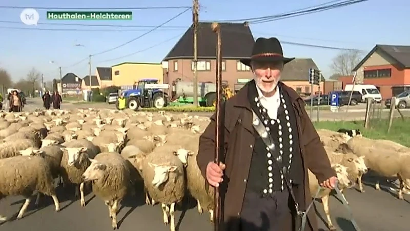 Boze herder voert actie met 300 schapen op gewestweg in Helchteren