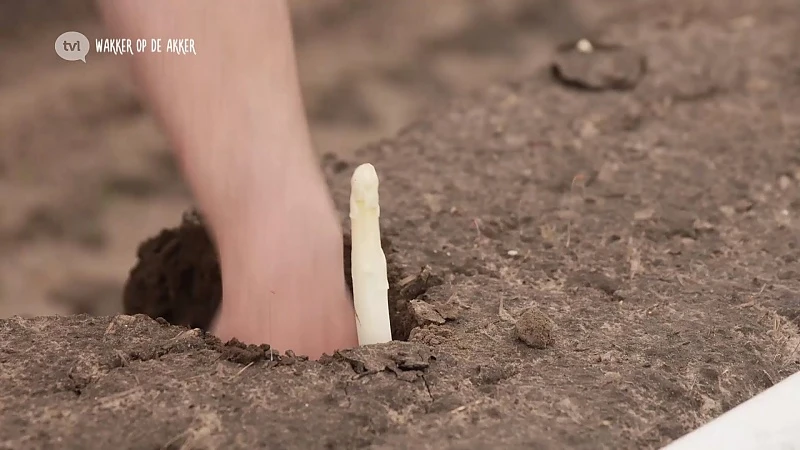 Het is weer tijd voor asperges