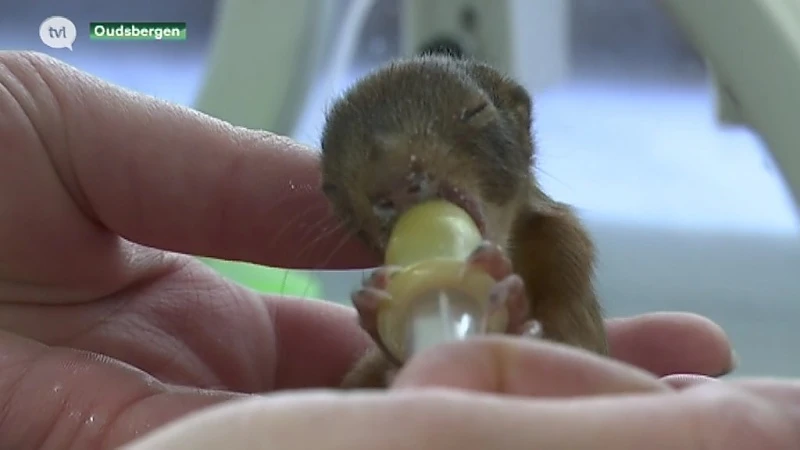 Grote drukte in Natuurhulpcentrum bij start van de lente