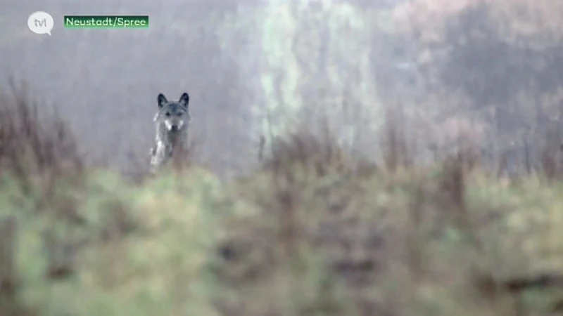 Duitse wolvenexpert Kaasche: "Verplicht schapenhouders te omheinen in België"