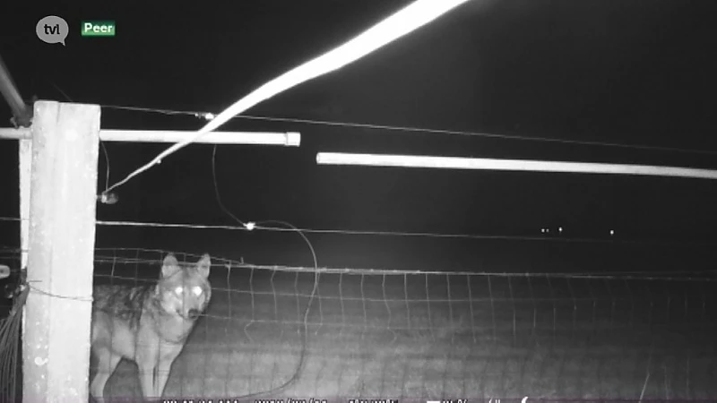 Schapenhouder maakt unieke beelden van wolf August in Peer