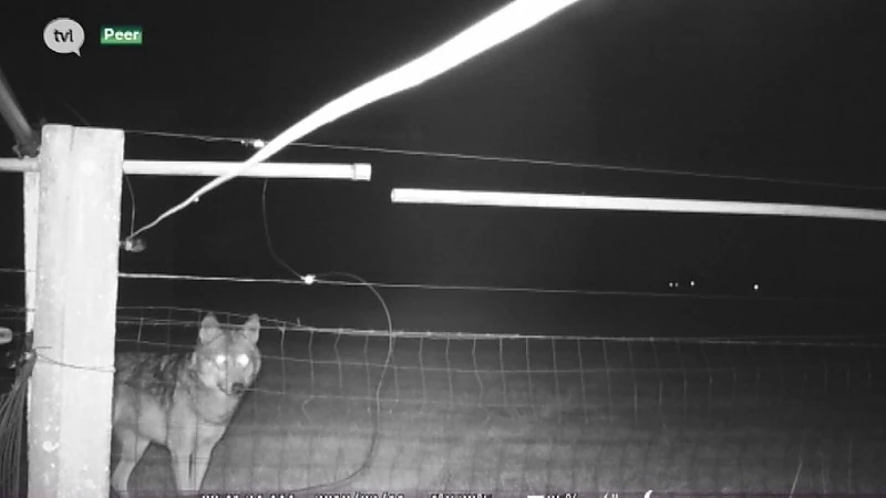 Unieke beelden: wolf laat schapen in Peer met rust omdat er schrikdraad rond staat