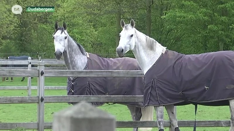 Paardenhouderij zet Limburg op de kaart