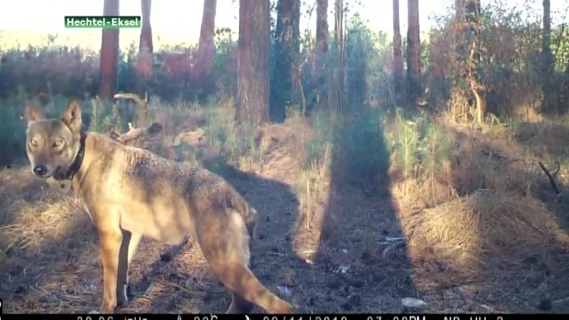 In het spoor van de wolf één jaar later: "Naya lijkt zwanger"