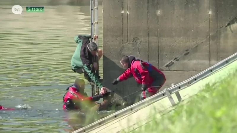 Nathuurhulpcentrum redt ree op spectaculaire wijze uit waterbassin