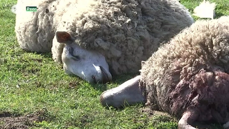 In het spoor van de wolf 1 jaar later: "Dode schapen bezorgen Naya en Gust een slechte reputatie"
