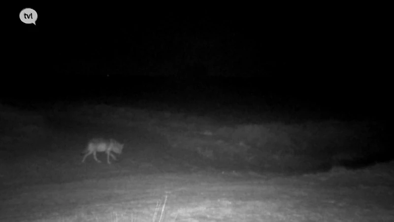 Limburgse wolvenpups worden eerstdaags geboren