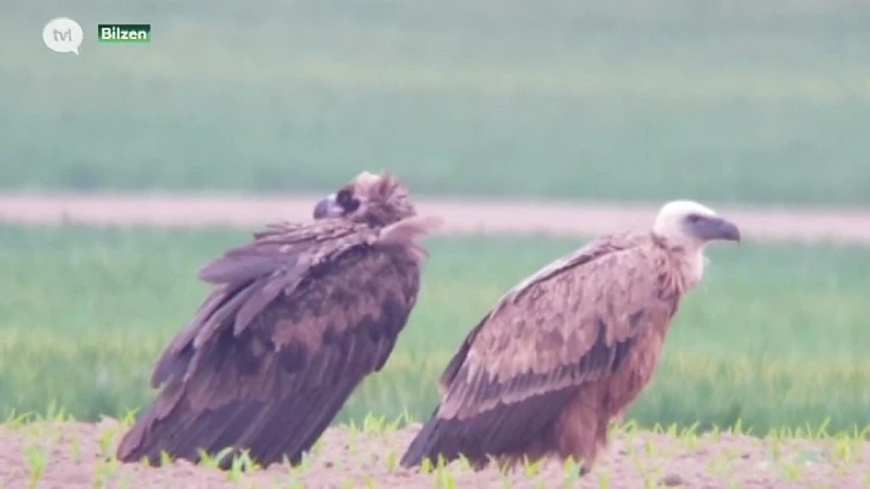 Komst van zeldzame gieren lokt heel wat vogelspotters naar Bilzen