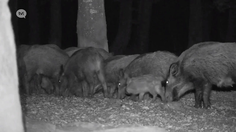 Reeks: Nieuw Leven In Limburg: jonge everzwijnen