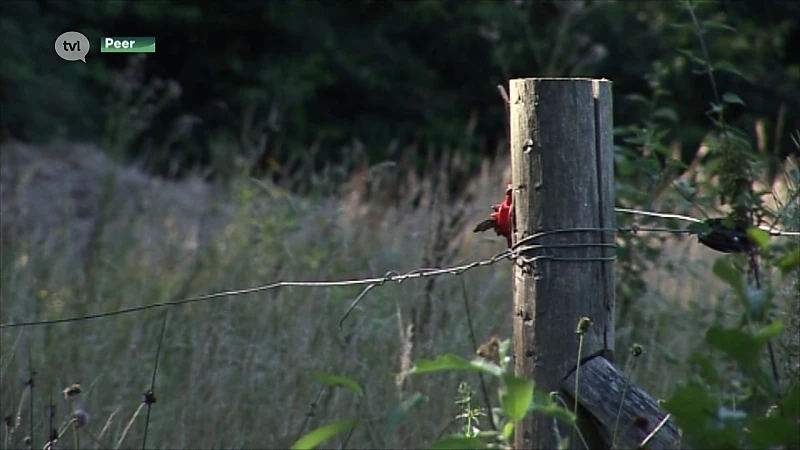 Peltenaar wordt geïnterneerd nadat hij wandelaar met een riek in het gezicht stak