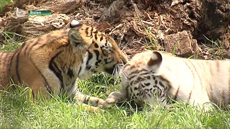 Olmense Zoo breekt met verleden en heet nu Pakawi Park