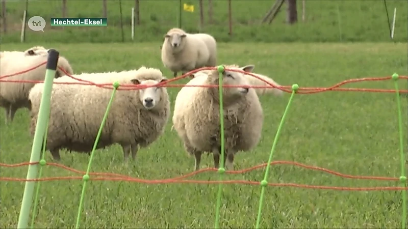 Al 2 maanden geen schaap gedood. "Schapenhouders moeten nu in hekwerk investeren voordat wolvenwelpen groot zijn"