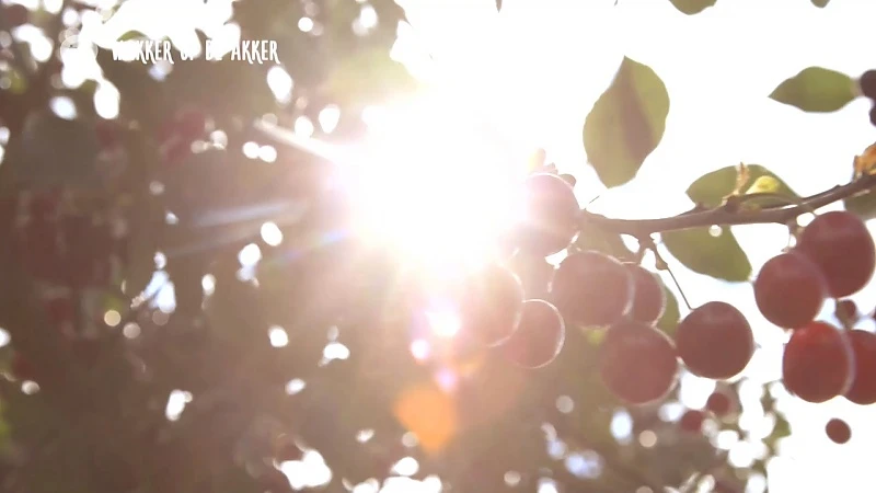 uittip: nu zondag Agricultura op Alden Biesen