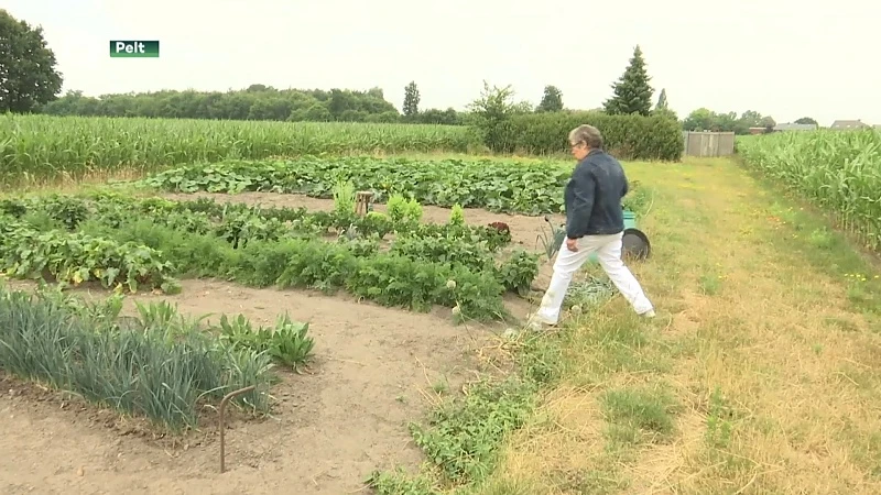 Dieven gaan aan de haal met moestuin in Overpelt