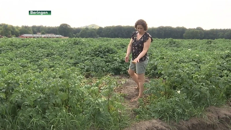 Niet alleen in Pelt, maar ook in Beringen en Mol sloegen groentendieven toe