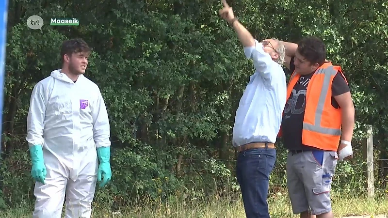 Civiele bescherming gaat processierups in Maaseik bestrijden