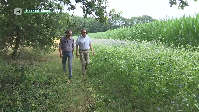 Limburgse landbouwers leggen 100 hectare bloemenstroken aan