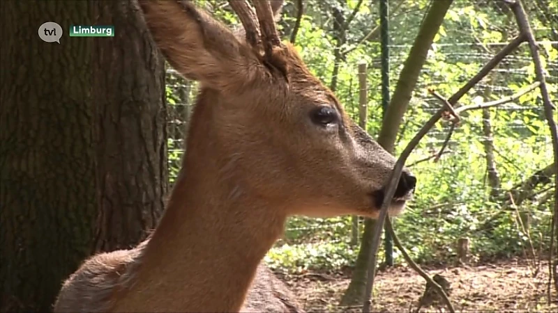 Pas op voor overstekend wild want het paarseizoen van reeën is begonnen