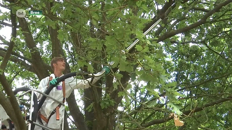 Ook Bree en Kinrooi vragen inzet civiele bescherming bij bestrijding processierups