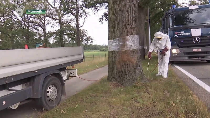 Civiele bescherming schiet te hulp in strijd tegen processierups