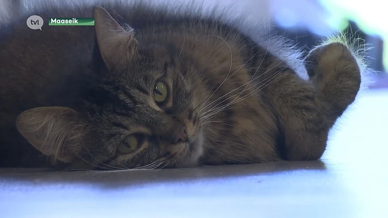 Kattenopvangcentra zitten overvol