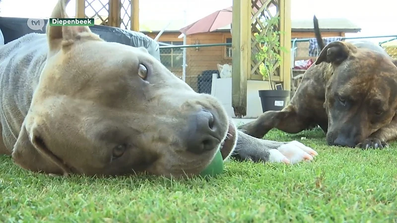 Grasaren zijn gesel voor honden