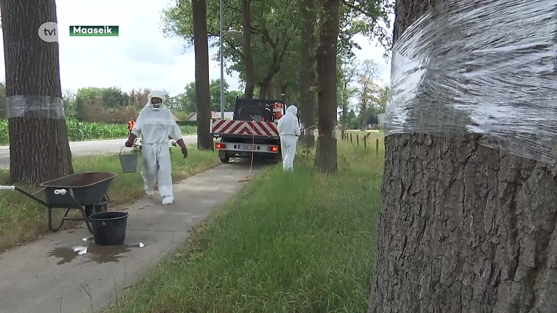 Grootste hinder processierups achter de rug in Maaseik