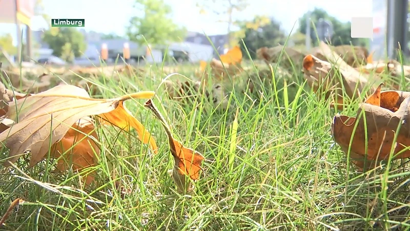 Herfst in de zomer: bomen verliezen nu al bladeren