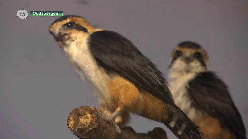 Recordaantal inbeslaggenomen exotische diersoorten in het Natuurhulpcentrum