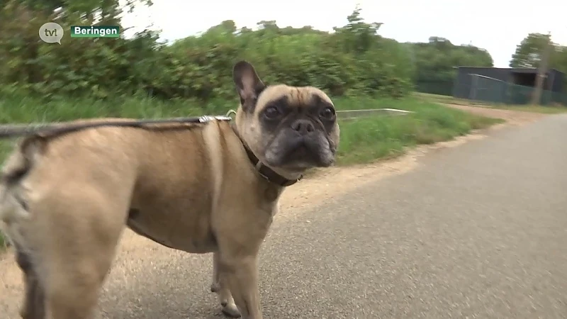 Honden vergiftigd in Beringen. Buurt reageert geschokt.