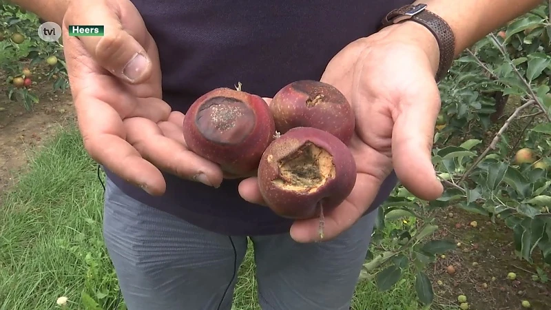 Fruittelers moeten schadedossiers hitte snel indienen want deadline nadert