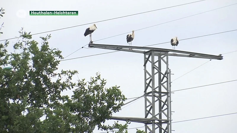 Acht ooievaars strijken neer in Houthalen