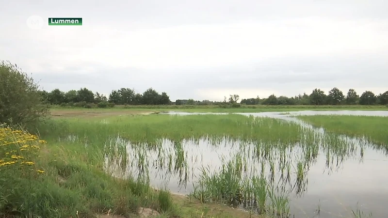 Zeldzame Grauwe Klauwier profiteert al van ingrijpende werken aan Schulensmeer