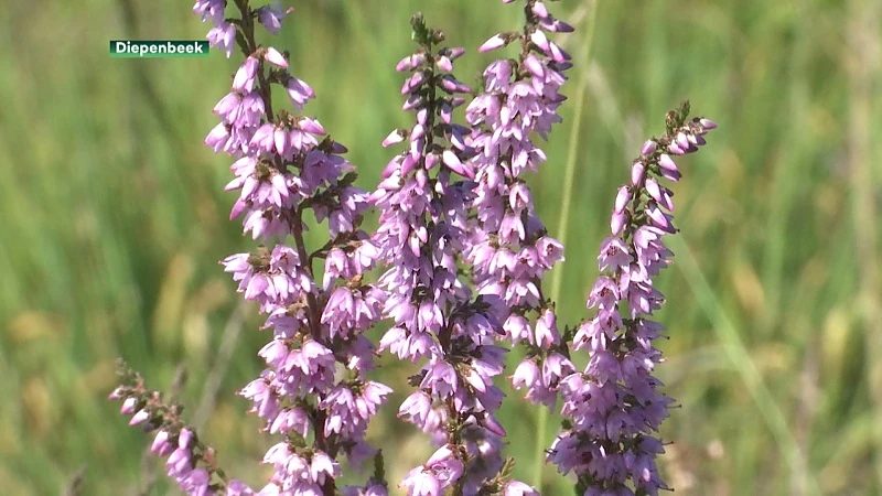 Prachtige beelden van Limburgse heide in bloei: heidebeheer cruciaal voor onze natuur