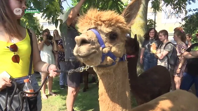 Studenten kunnen zich tijdens de blok ontspannen tijdens wandeling met alpacas