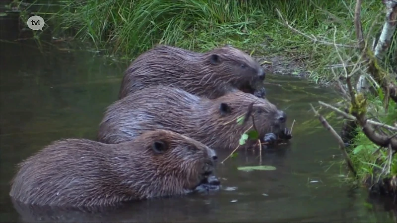 Beverfilm van Frederik Thoelen geselecteerd voor Wildlife Filmfestival Rotterdam