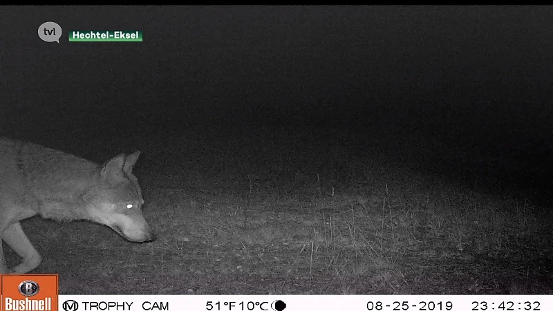 Extra camera's moeten wolvenwelpen spotten voor 1 oktober