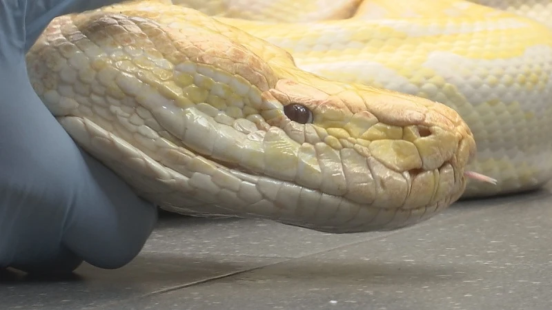 Natuurhulpcentrum vangt twee enorme tijgerpythons op