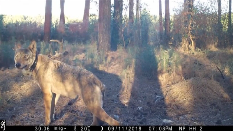 Ondanks extra camera's nog steeds geen spoor van wolvin Naya