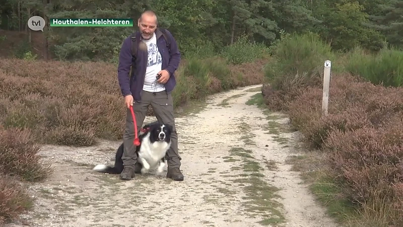 Houthalenaar staat oog in oog met wolvenroedel: gaat het om Naya en welpjes?