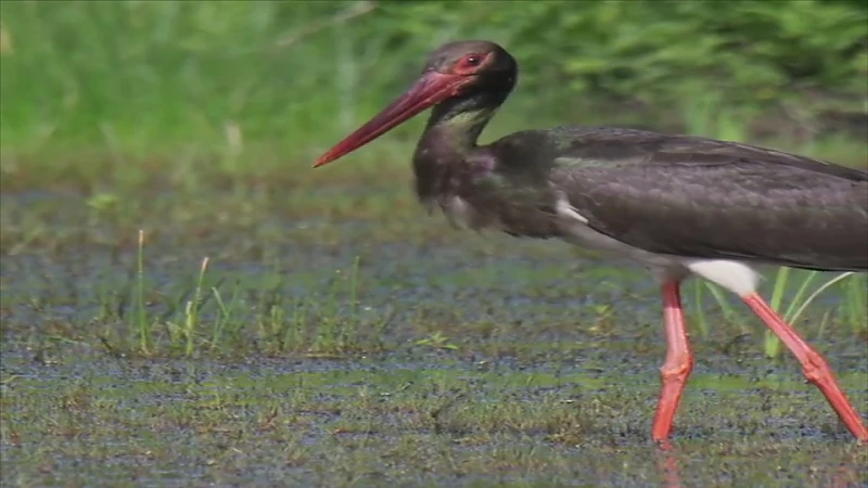 Zeldzame zwarte ooievaar gespot in Nationaal Park Hoge Kempen