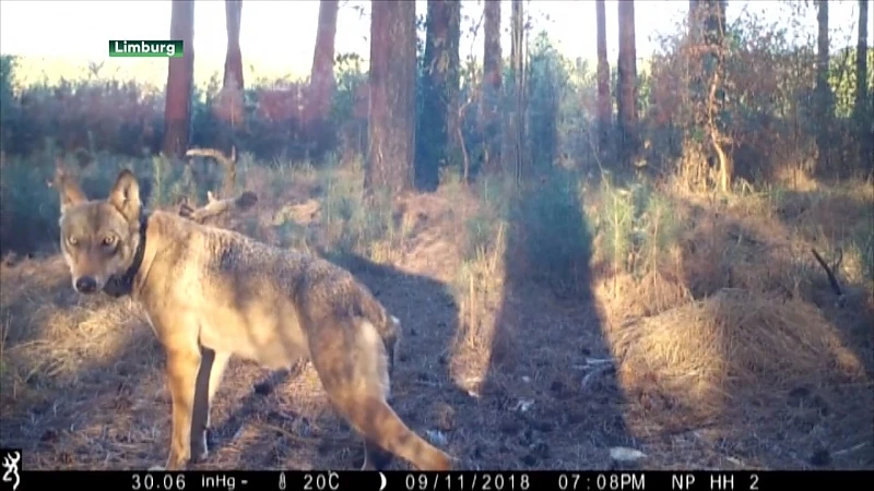 Onderzoek Natuur en Bos: Naya en welpen zijn gedood
