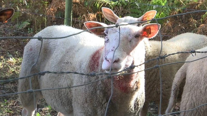 Schapen doodgebeten in Zonhoven