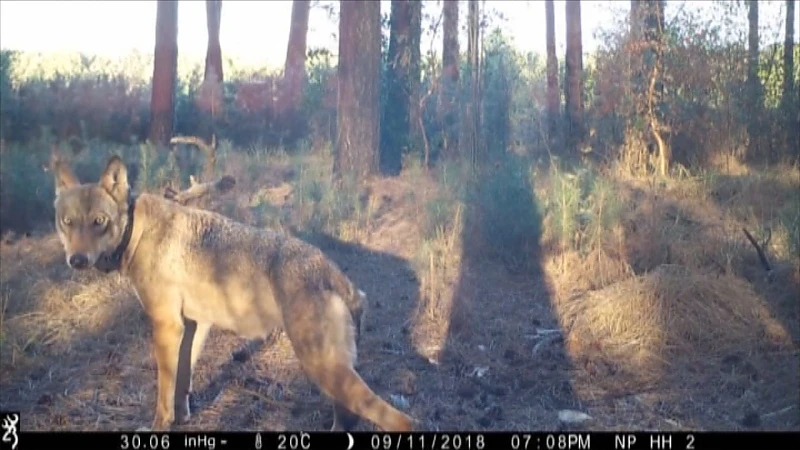 Natuurhulpcentrum looft extra beloning uit voor tip die leidt naar moordenaar Naya