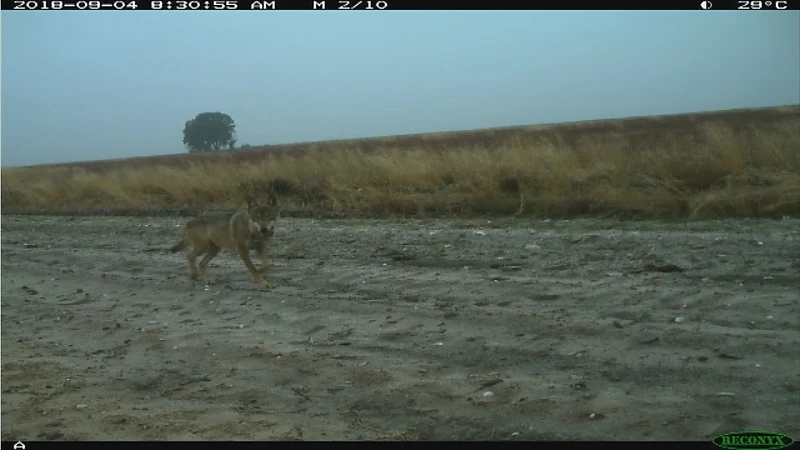 Ook verschillende meldingen van wolf in vijvergebied tussen Lummen en Bokrijk