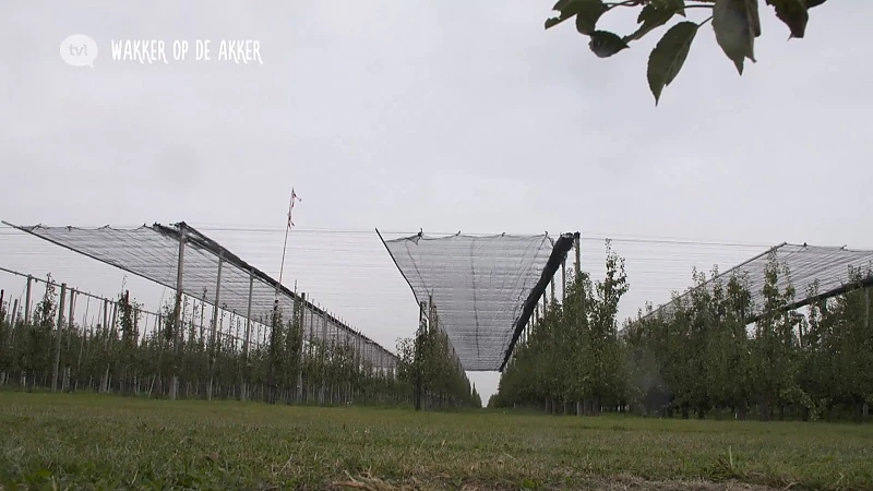 Hete zomers zullen impact hebben op de fruitsector
