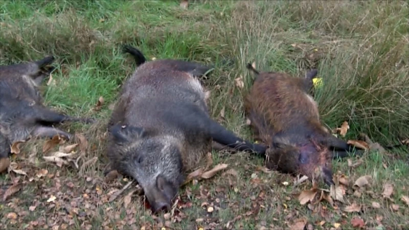 Natuurhulpcentrum kritisch voor drijfjachten op everzwijnen in Genk